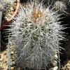 Copiapoa_vallenarensis